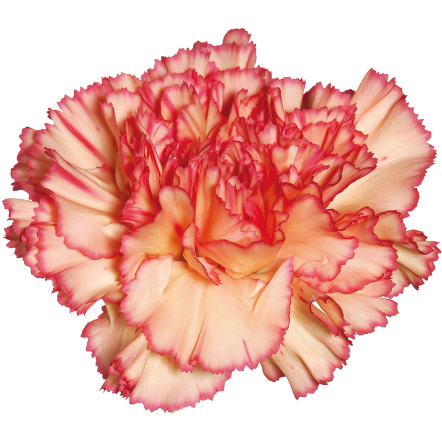 OEILLET BOTTICELLI ORANGE 70